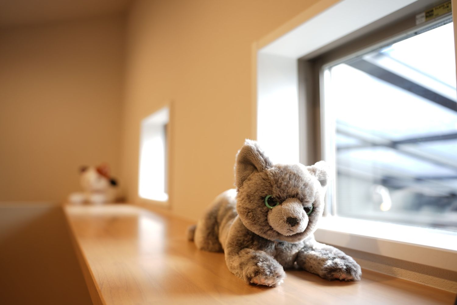 さかがみハウス_猫