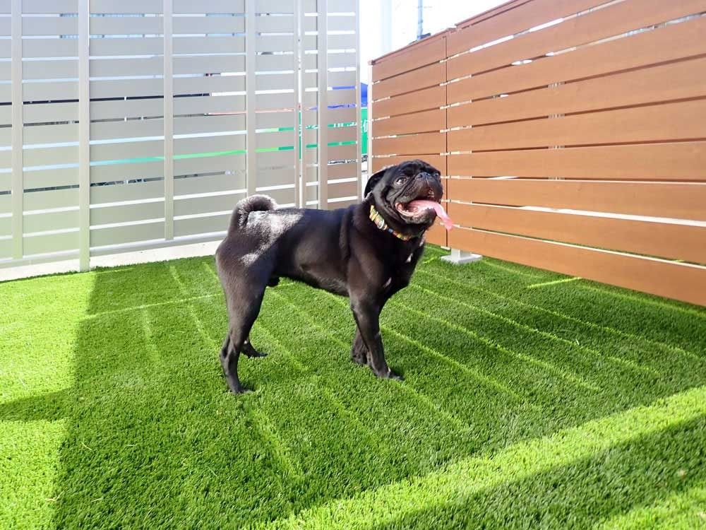 ドッグラン