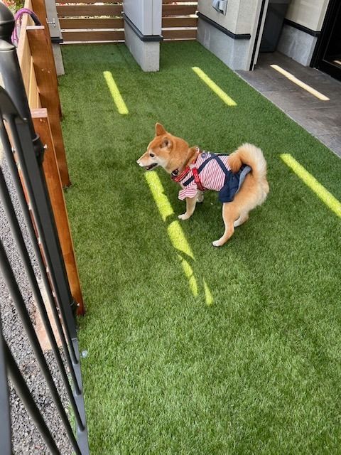 ドッグラン
