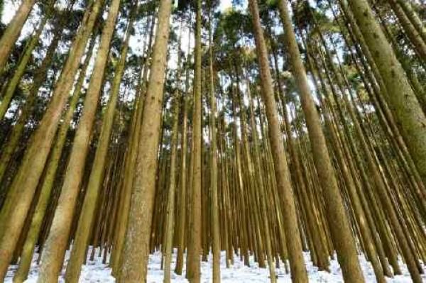 大切な家族をシックハウス症候群やアレルギーから守る自然素材の住まいをご提供
の画像