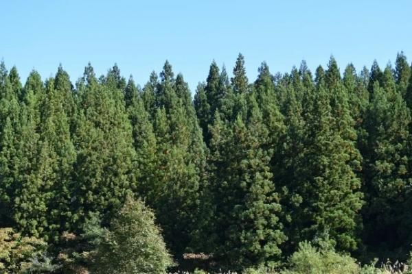 国産木材98％。森を守り、地球にやさしい家づくりの画像