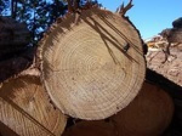 木にこだわるの画像