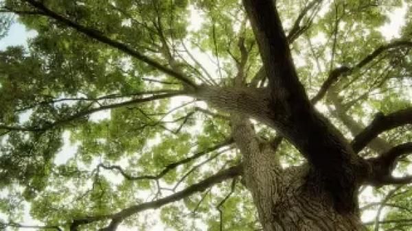 自然環境に寄り添うの画像