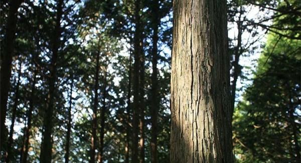 檜・構造品質の画像