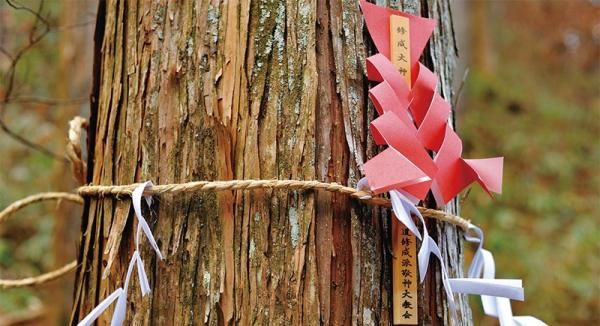 檜と日本人の画像