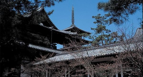 1000年を超えて生きる檜の画像