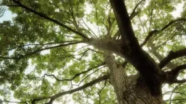 自然環境に寄り添うの画像