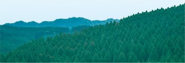 国産材にこだわった、タマホームの木の家づくりの画像