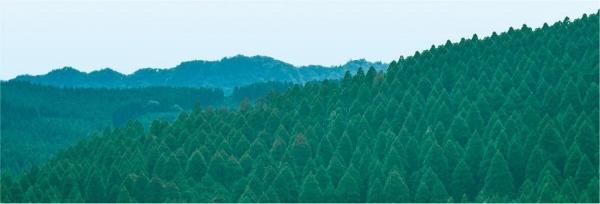 国産材にこだわった、タマホームの木の家づくりの画像