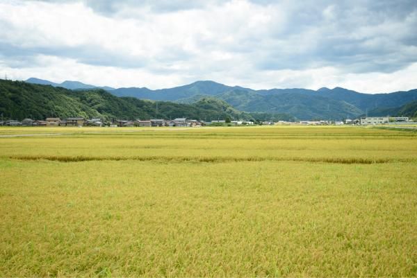 そだてるの画像
