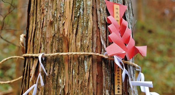 檜と日本人の画像
