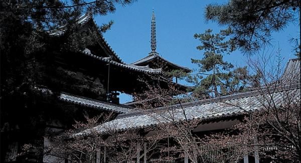 1000年を超えて生きる檜の画像