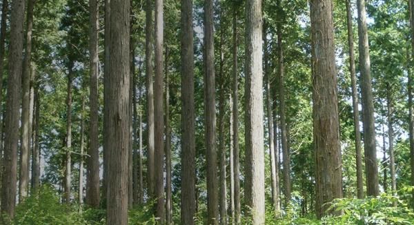 檜の効果・作用の画像