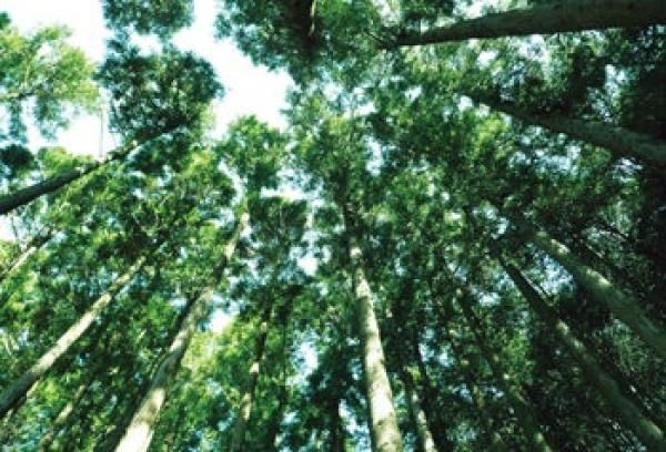 檜4寸構造の画像