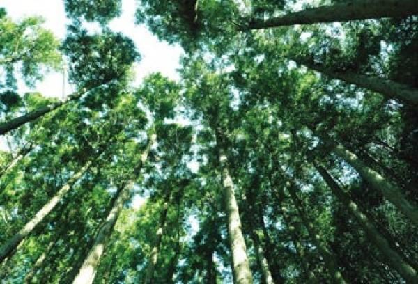 檜4寸構造の画像