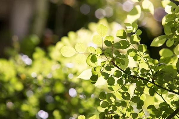 呼吸する壁の画像
